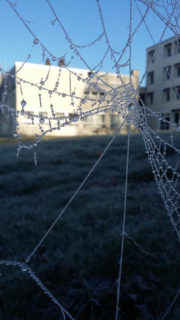 Das Eis macht ein Kunstwerk aus dem Spinnennetz. Foto: SMMP/Hofbauer